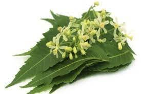 Saara HERBAL FRESH Neem Flower Powder 100g | Veppam Poo Powder, Indian Lilac Flower, Ariyaveppu, Vepa Puspam | Organic Ayurvedic Remedy for Skin & Hair Care | Pack of 1 x 100g | Perfect for DIY Face Masks, Hair Treatments & Natural Remedies