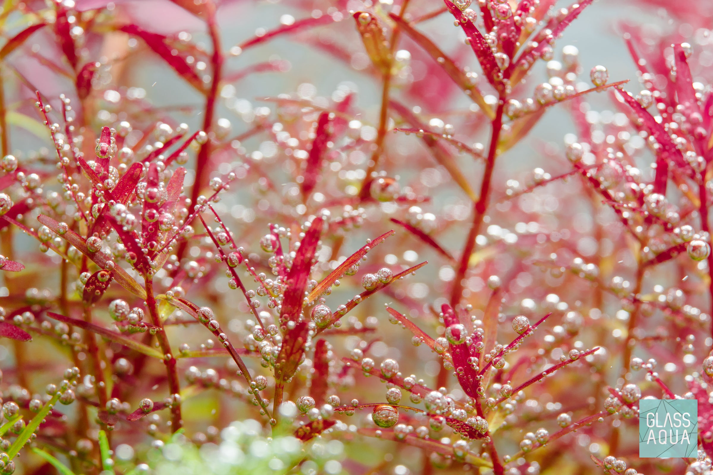 Rotala H'ra Live Aquarium Plant Tissue Culture - Perfect for Nano Tanks, Aquascaping & Shrimp Habitats
