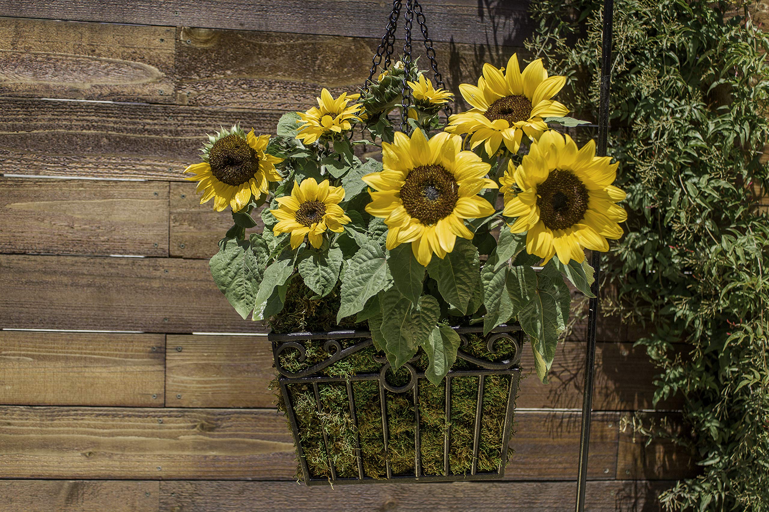 Black Hammer London Square Metal Plant Hanger with Moss Liner - Perfect for Balcony & Garden Decor