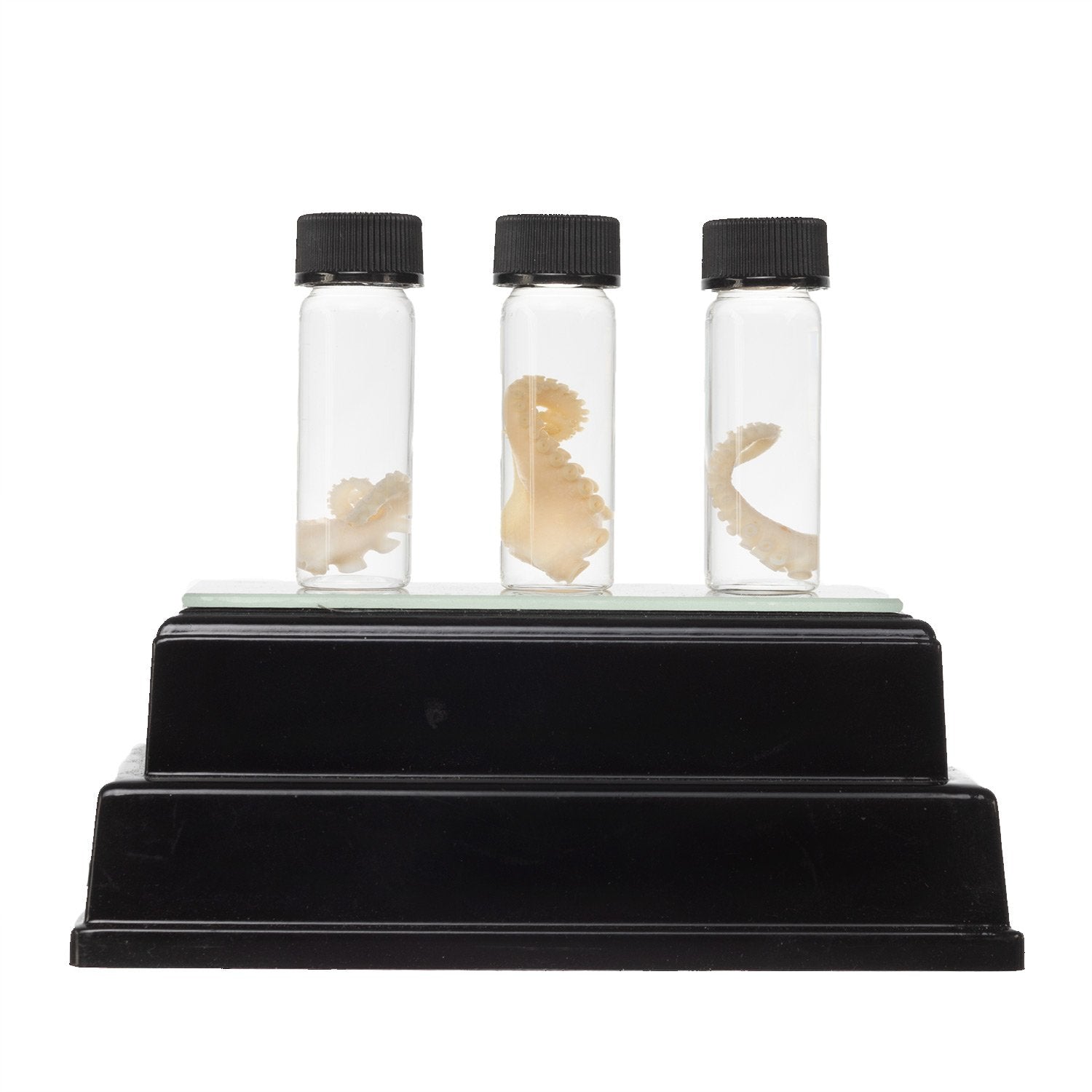 Authentic Real Tentacle Wet Specimen - Preserved Marine Biology Specimen for Science Education & Oddity Collectors | Perfect for Classroom Display, Gothic Decor & Curiosity Cabinets