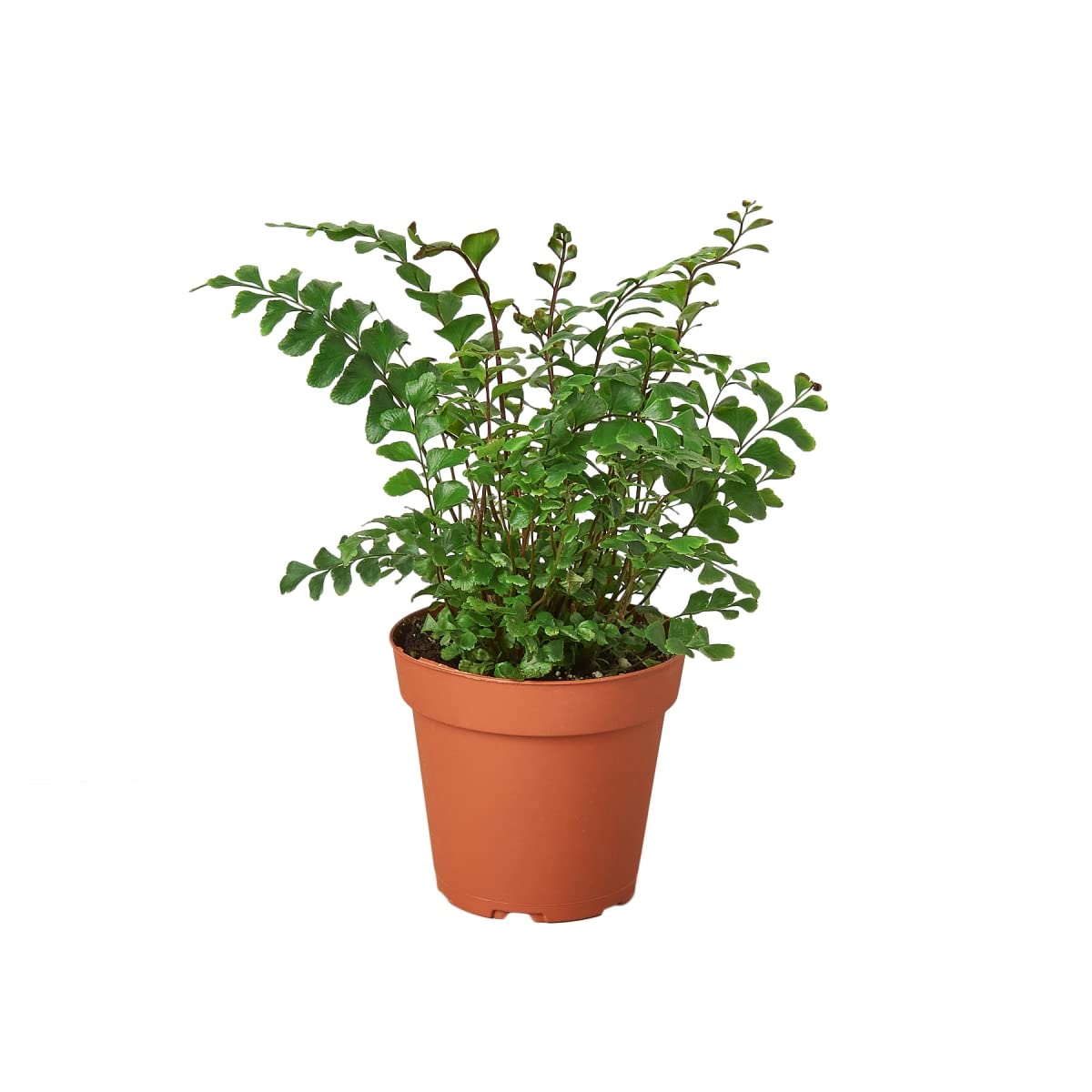 4-inch Mahogany Fern House Plant in Pot - Perfect for Home Decor, Office Greenery & Indoor Gardening