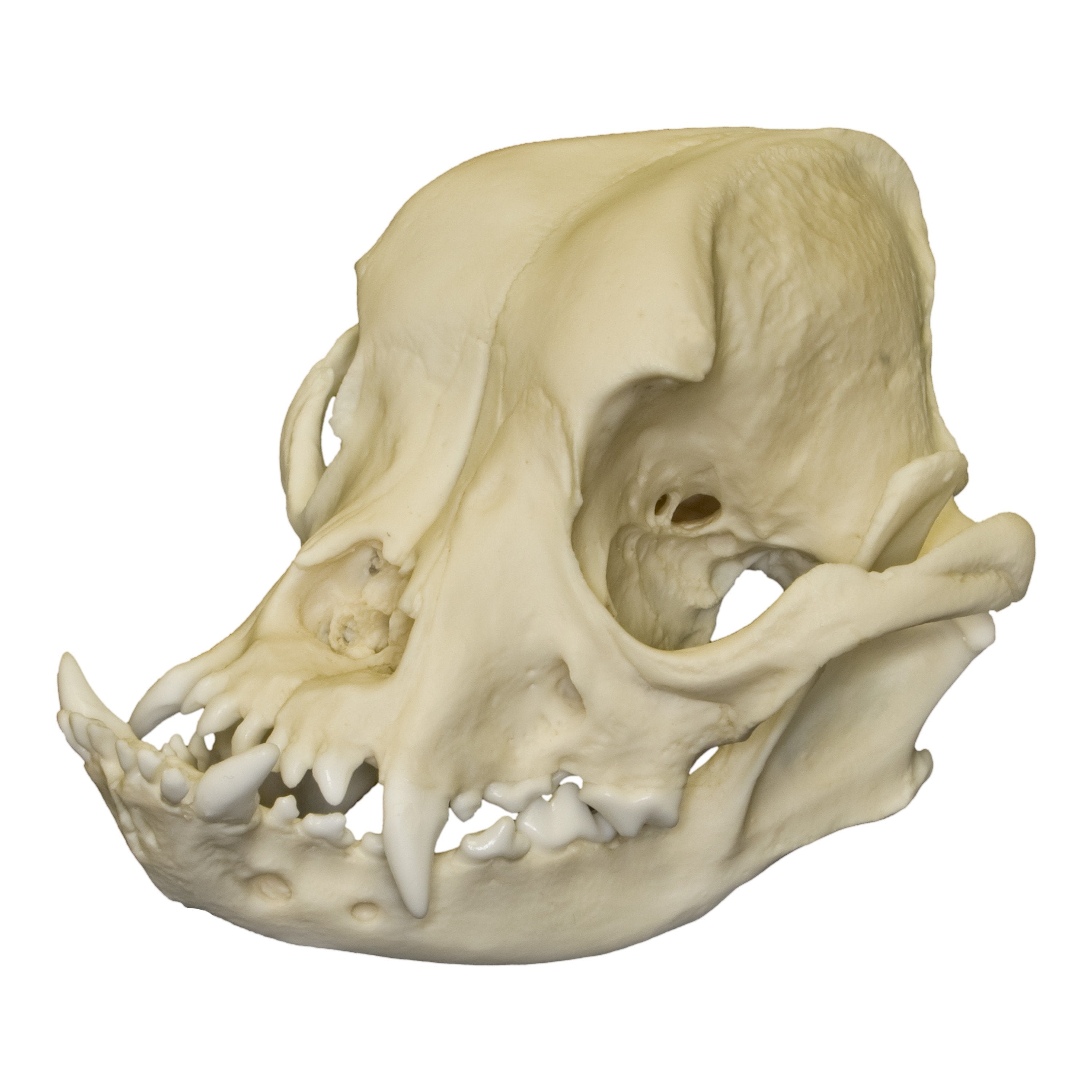 Authentic English Bulldog Skull Replica - High-Quality Male Dog Skull Model for Veterinary Study, Halloween Decor, and Gothic Home Decor
