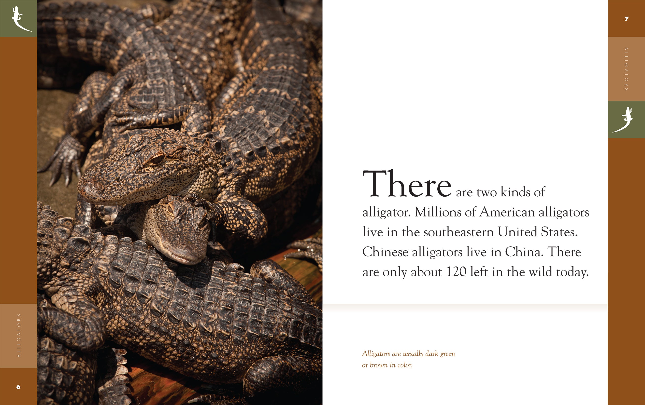 Alligators Book 9781640263772 - Wildlife Education & Nature Exploration for Kids & Adults - Perfect for Classroom Learning & Home Library