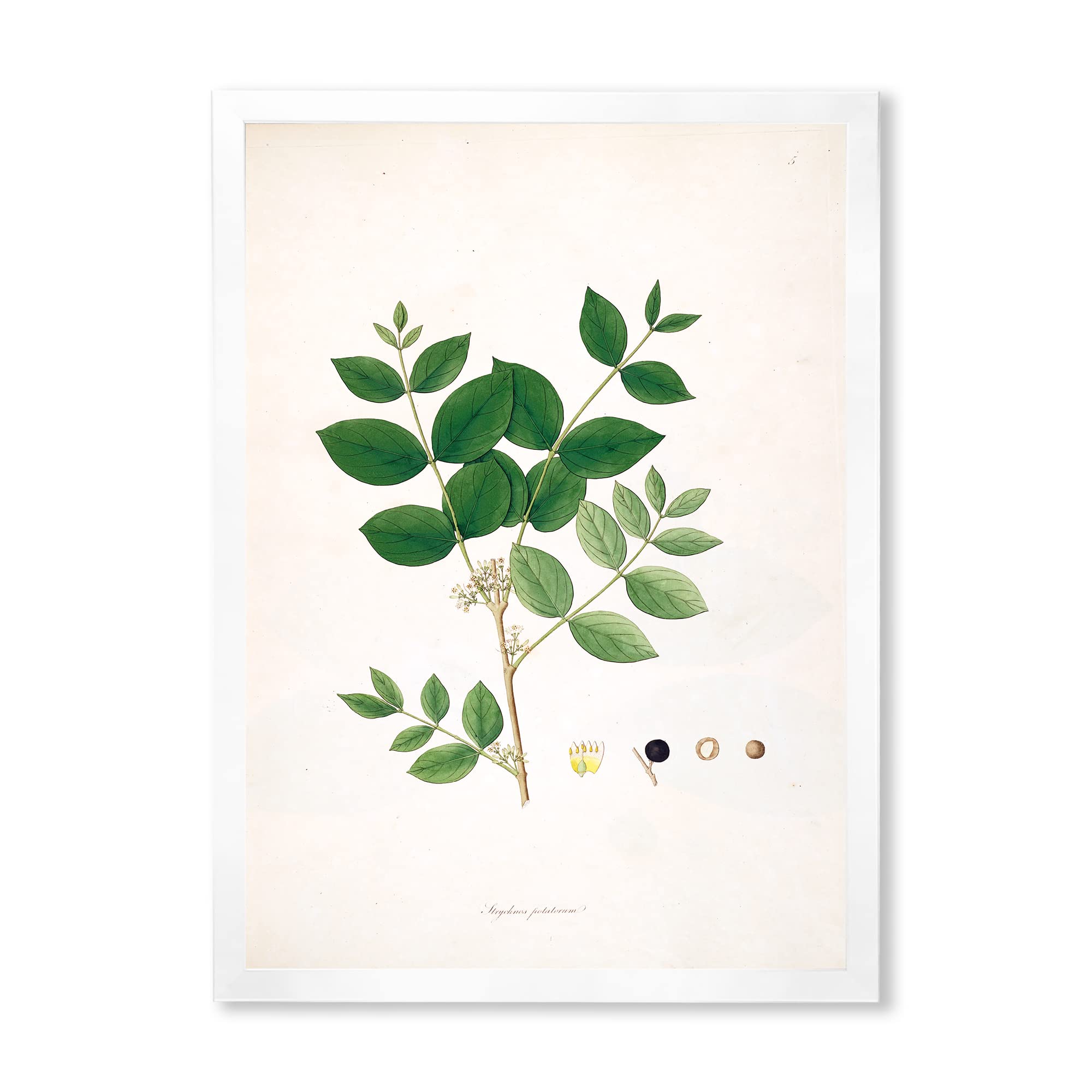 Vintage Botanicals VI Farmhouse Framed Wall Art - Rustic Home Decor for Living Room, Bedroom & Office | Ready to Hang Floral Botanical Prints