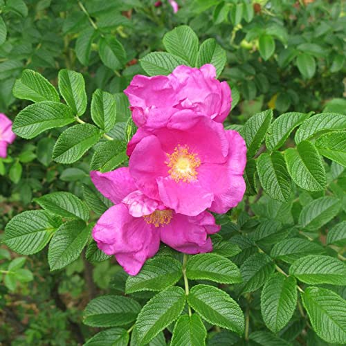Rosa Rugosa Seeds (Sand Rose, Hedgehog Rose, Wrinkled Rose) - 1/2 oz (1,400 Seeds) by MySeeds.Co - Perfect for Landscaping, Hedges & Fragrant Gardens