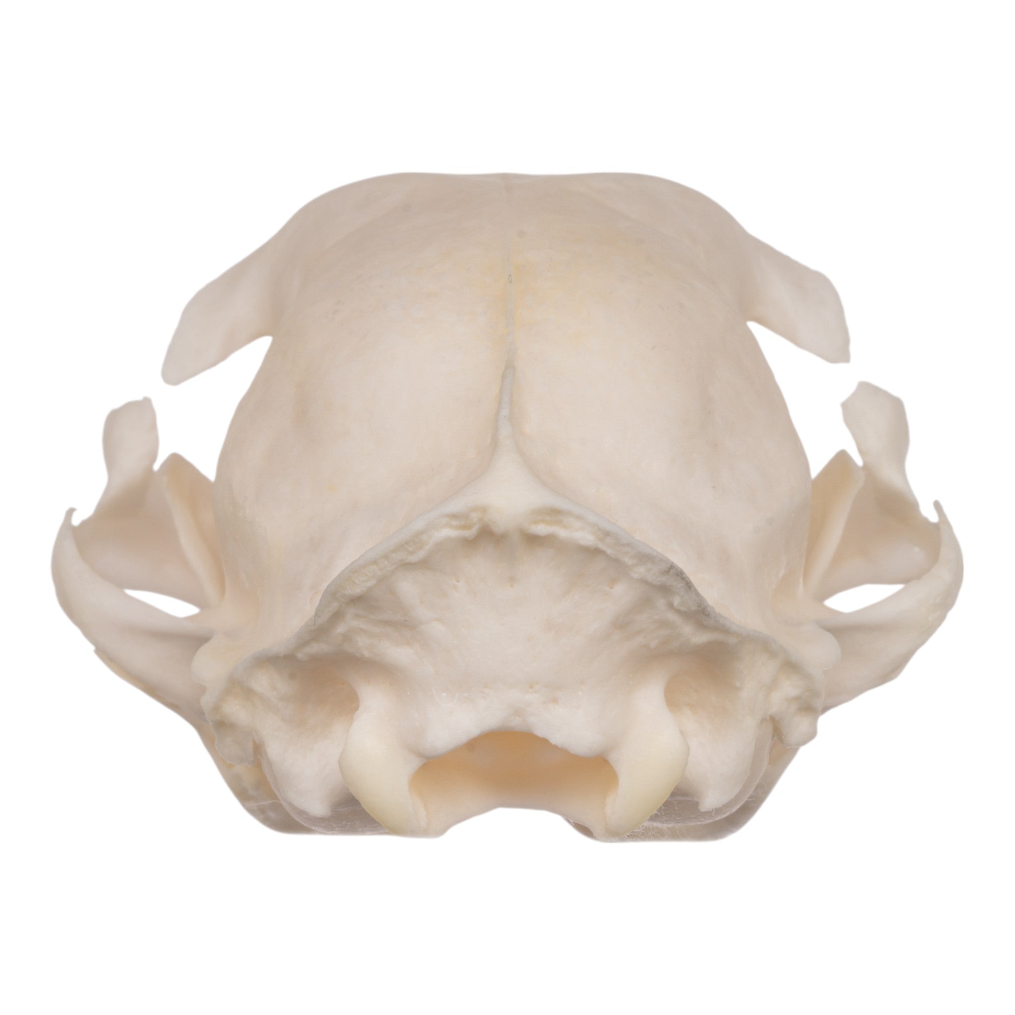 Authentic Domestic Cat Skull Specimen for Veterinary Study & Dental Anatomy Education - Perfect for Veterinary Students, Taxidermy Collectors, and Halloween Decor