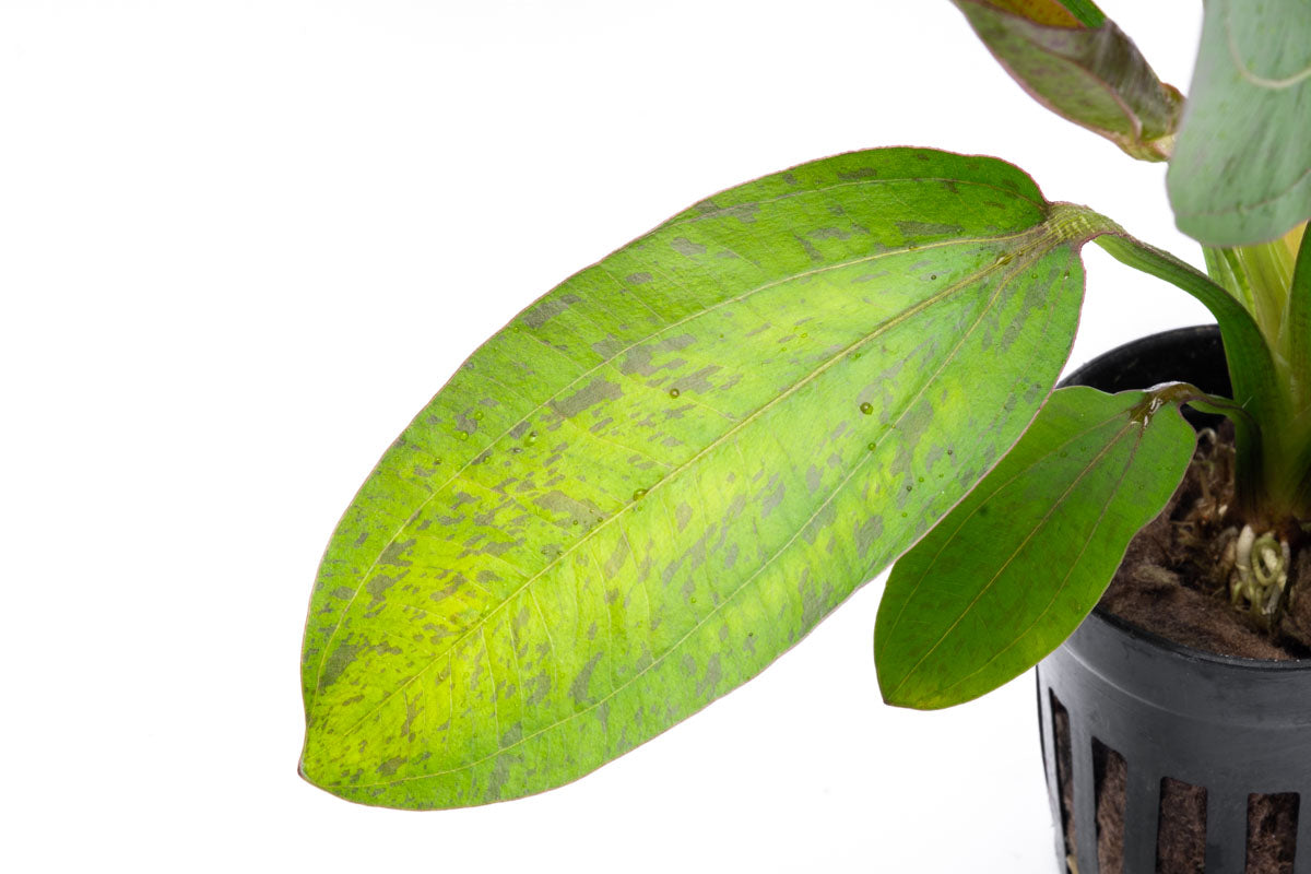 Echinodorus Bima Aquatic Plant - Live Freshwater Aquarium Plant for Fish Tanks, Ponds & Aquascaping | Easy to Grow & Low Maintenance | Perfect for Beginners & Experts
