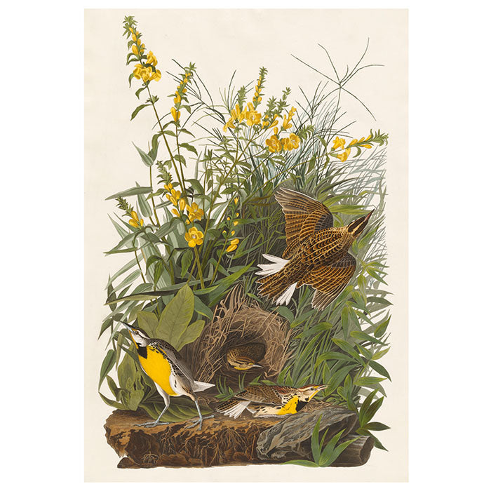 John James Audubon Songbirds Boxed Notecard Set - 20 Assorted Bird Note Cards with Envelopes - Perfect for Thank You Notes, Greeting Cards & Stationery Gifts