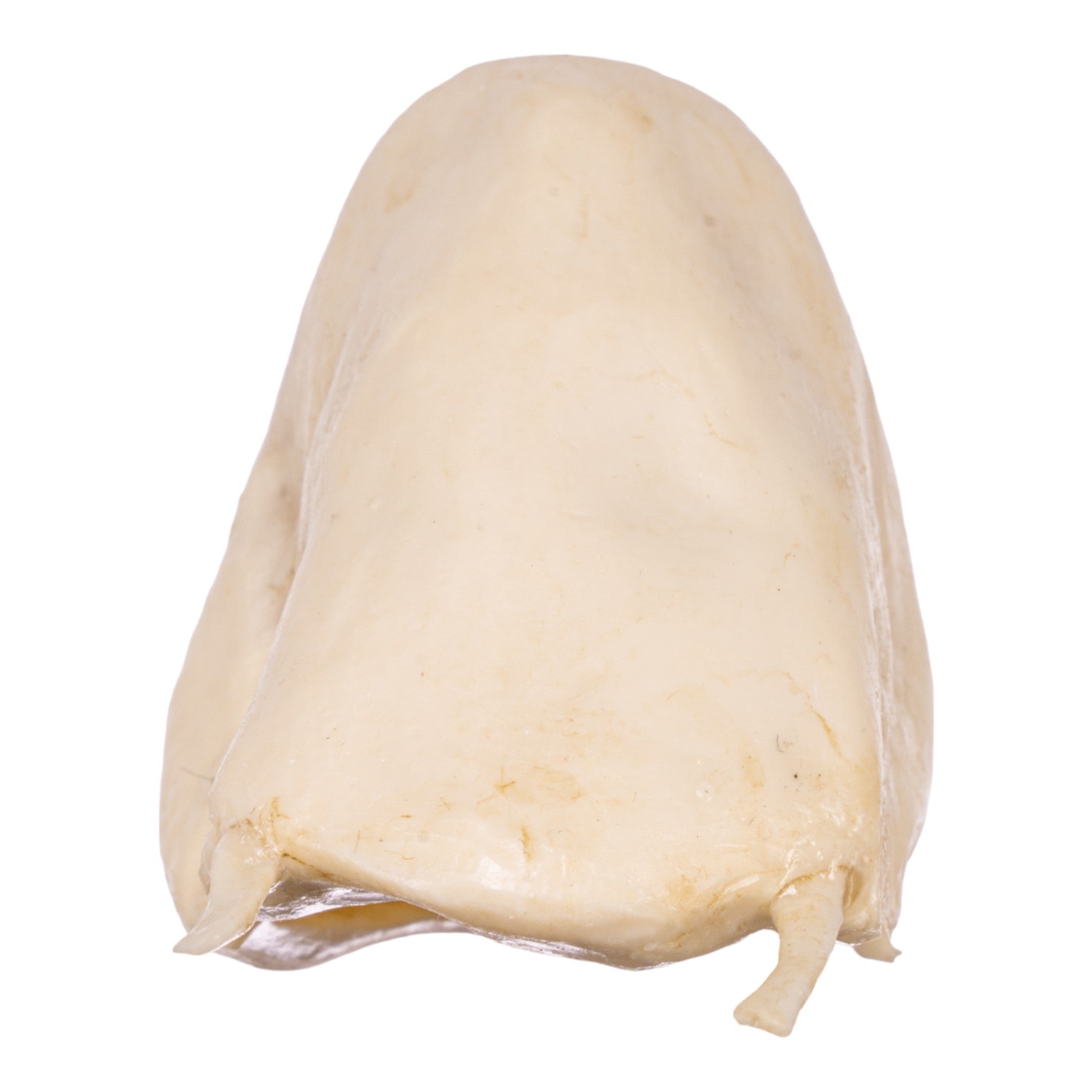Authentic Replica Mantled Howler Hyoid Bone - Perfect for Anthropology Studies, Halloween Decor & Educational Displays