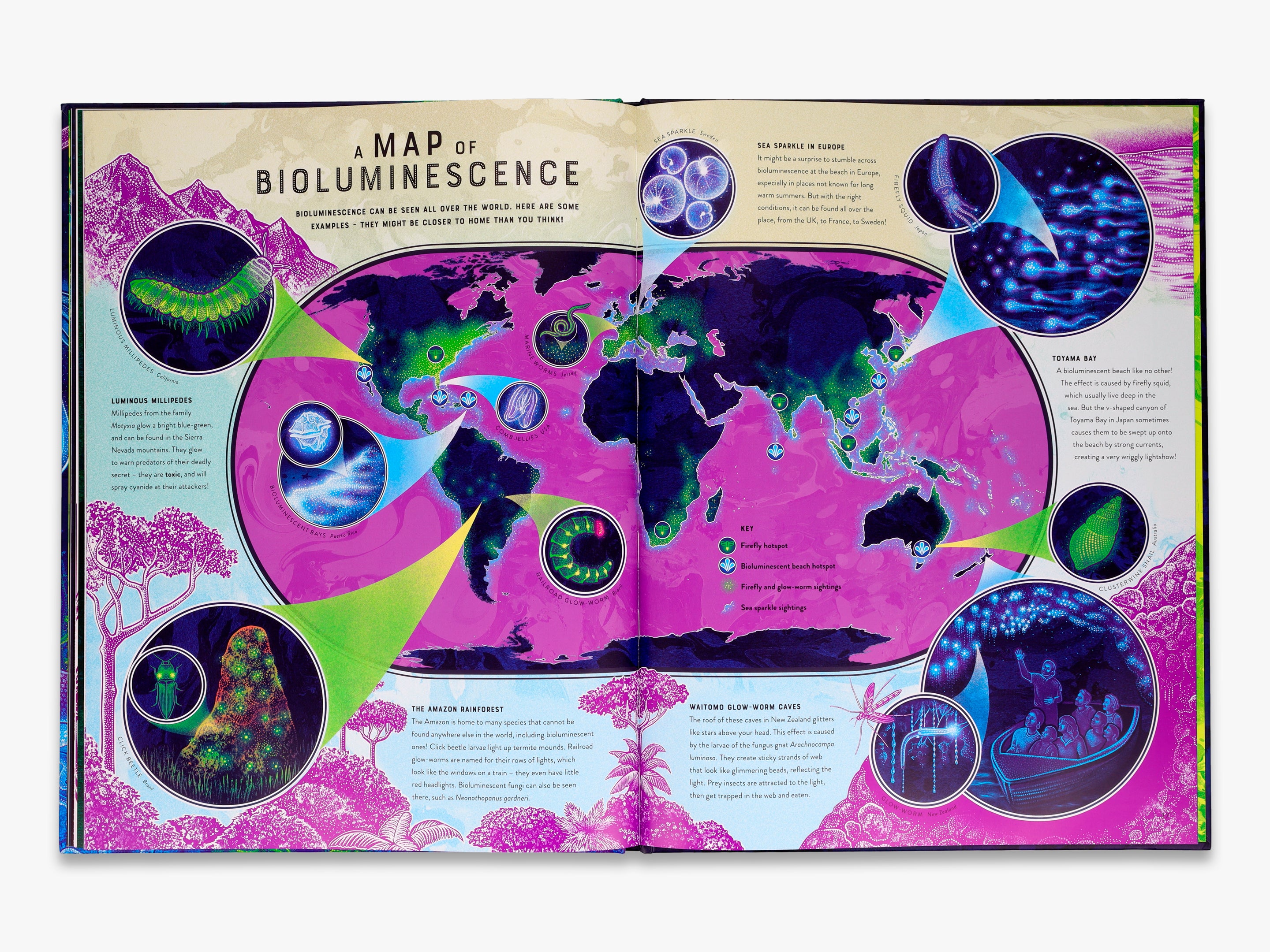 Glow (Wild Wonders) - Stunning Glow-in-the-Dark Decor for Kids' Rooms, Parties & Nighttime Adventures
