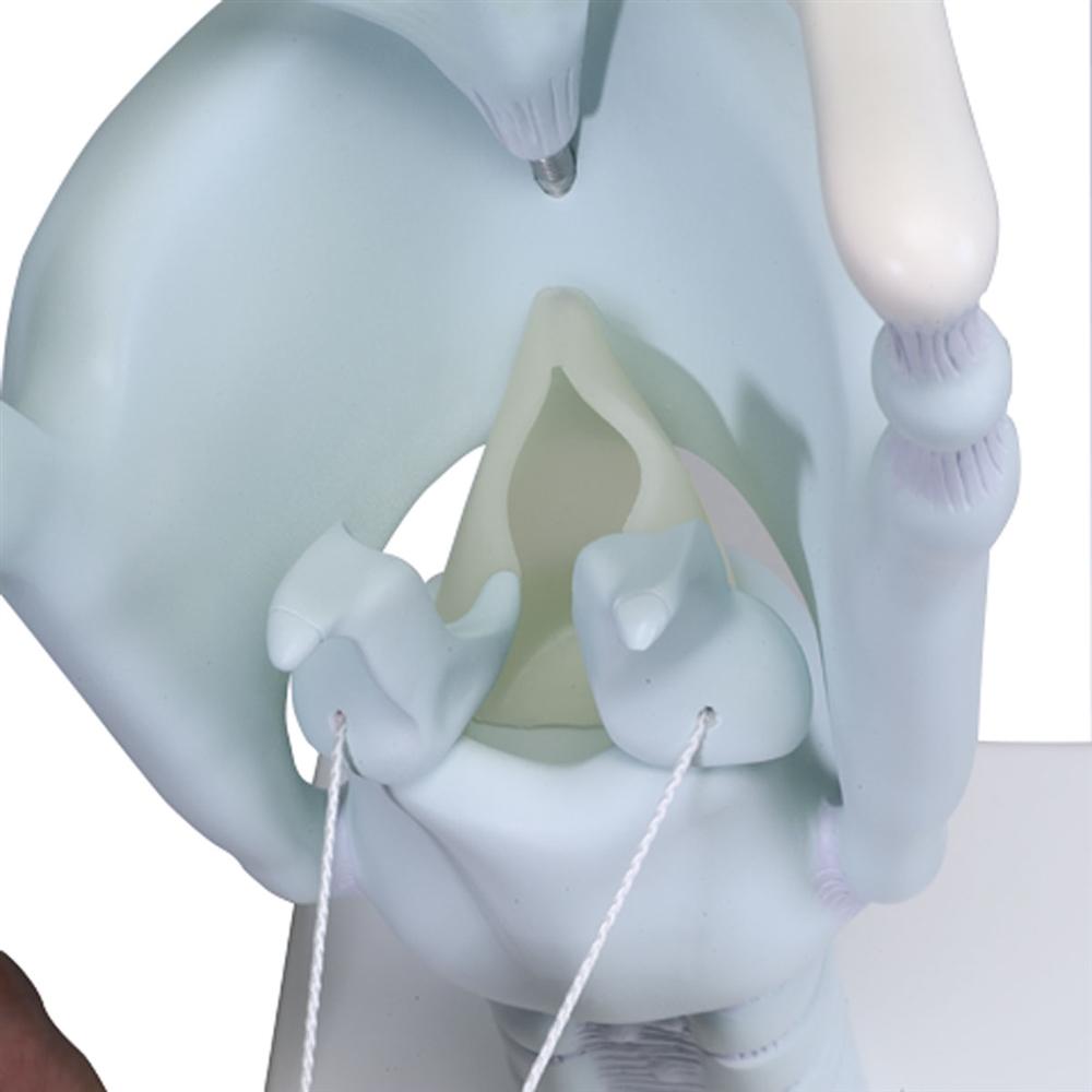 3X Enlarged Functional Larynx Anatomy Model - Human Voice Box Medical Teaching Tool for Doctors, Students & Speech Therapists | Perfect for Classroom Demonstrations & Clinical Training