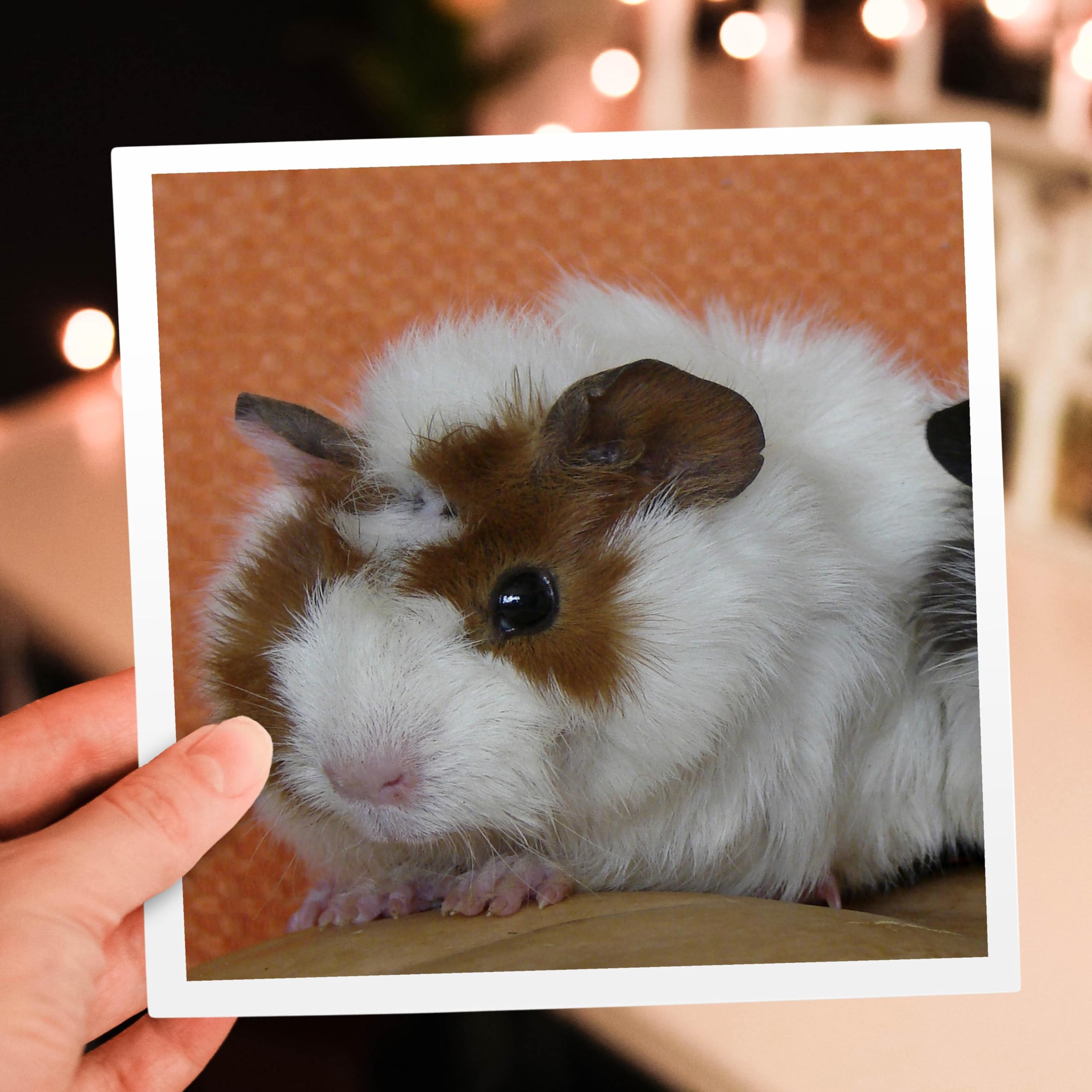 Baby Guinea Pig on Pumpkin Greeting Card - Cute Animal Photography by Angelandspot - Perfect for Birthdays, Holidays & Special Occasions