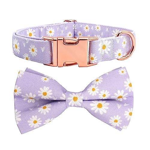 Purple daisy