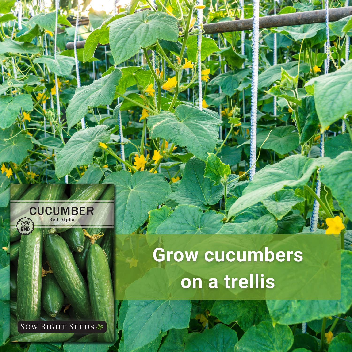 Sow Right Seeds - Non-GMO Heirloom Beit Alpha Cucumber Seeds for Planting - Grow Your Own Home Vegetable Garden with Planting Instructions - Indoor Starter & Outdoor Trellis Planting (4 Pack) | Perfect for Fresh Salads, Pickling, and Healthy Snacking