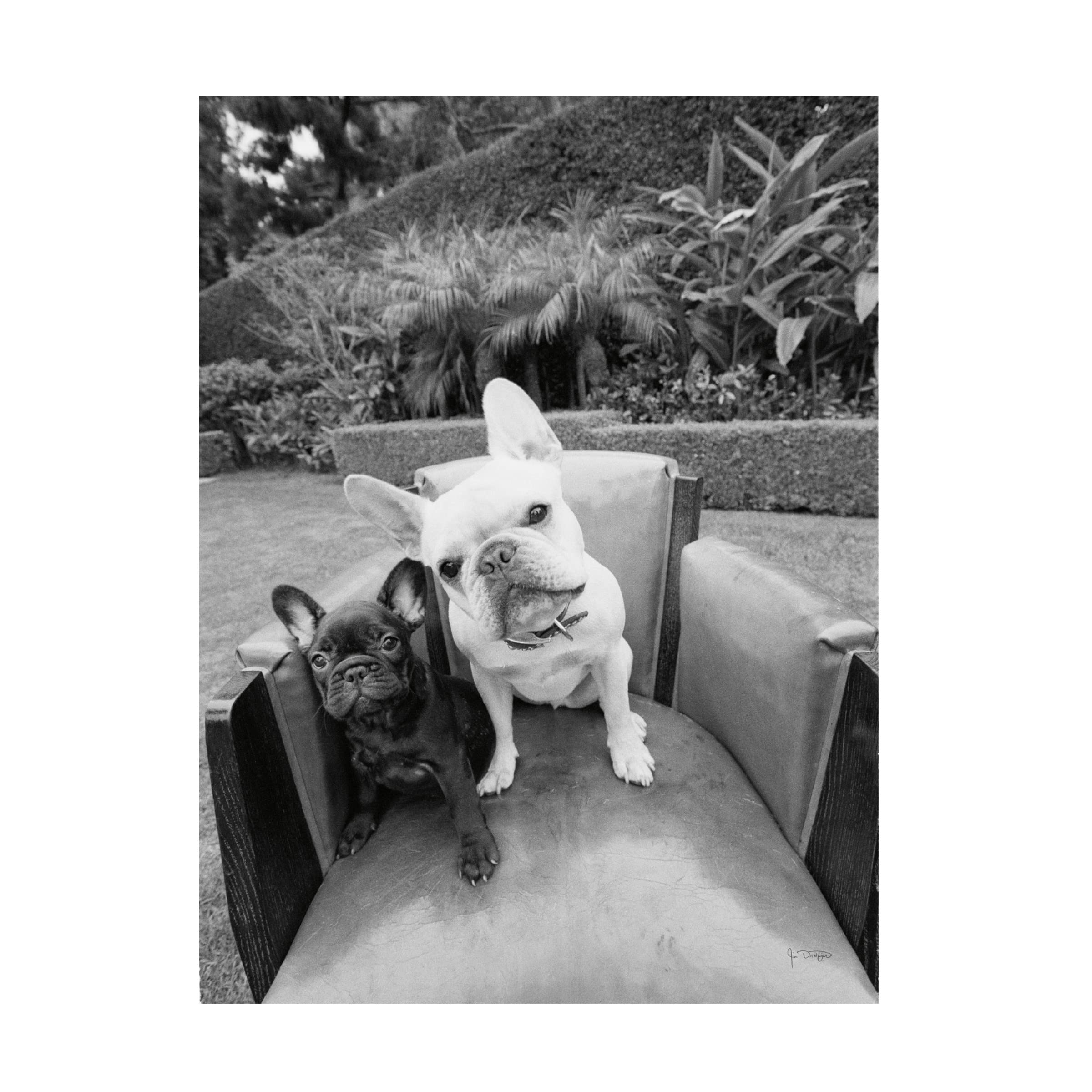 Trademark Fine Art 'Always Friends' Canvas Art by Jim Dratfield - Dog and Cat Friendship Wall Decor for Living Room, Bedroom & Office