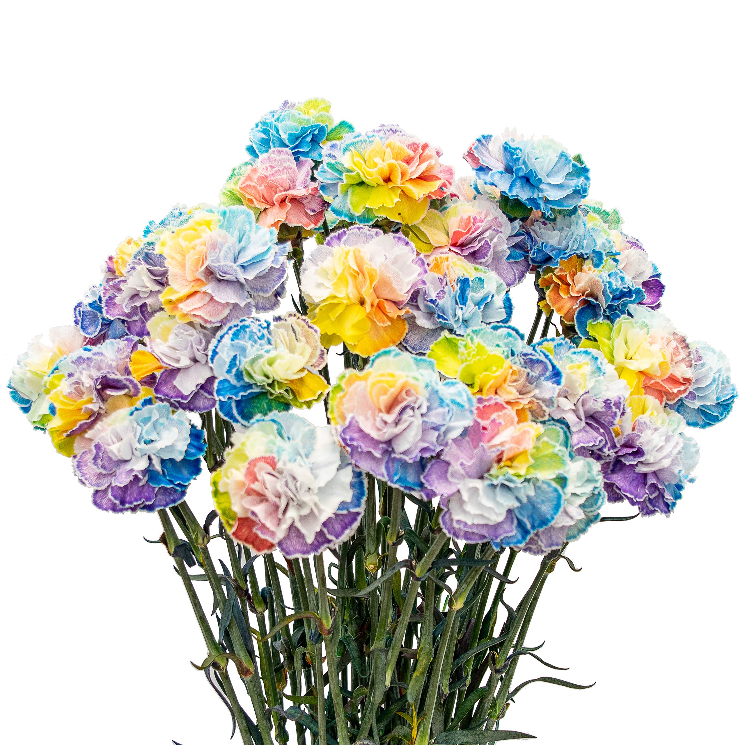 FlowerPrime 50 Rainbow Pride Carnations - Vibrant Tinted Fresh Cut Flowers for LGBTQ+ Celebrations, Weddings & Home Decor - Special Holiday Variety Pack