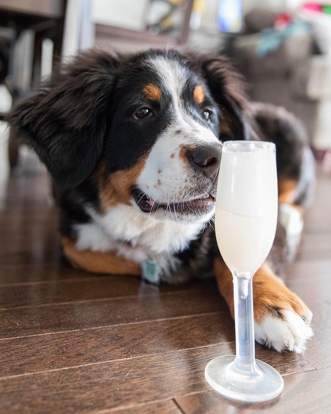 BarkShop Bijou's Glass of Bubbly Dog Plush Toy & Treat Stuffer - Durable Chew-Resistant Pet Toy for Small & Medium Dogs - Perfect for Playtime, Training Rewards & Cuddling