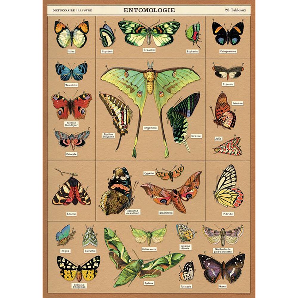 Premium Entomology Display Case - Perfect for Insect Specimen Collection & Science Education - Ideal for Classroom, Museum, and Home Decor Use