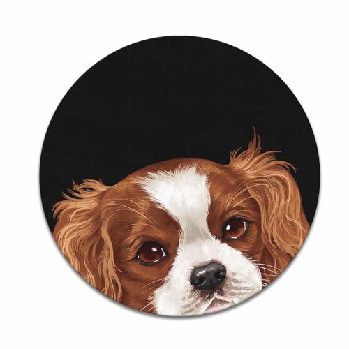 Cavalier King Charles Spaniels Dog