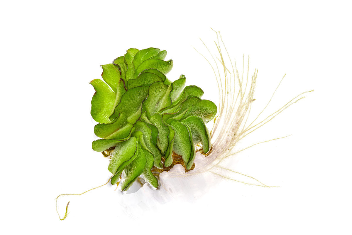 Salvinia Natans Floating Aquatic Plant for Ponds & Aquariums | Live Water Spangles for Natural Filtration & Fish Habitat