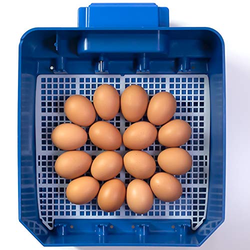 Premier 1 Supplies Borotto Lumia 16 Automatic Egg Incubator - Digital Poultry Hatcher with Temperature Control for Chicken, Duck & Quail Eggs - Perfect for Backyard Farming & Hobbyists