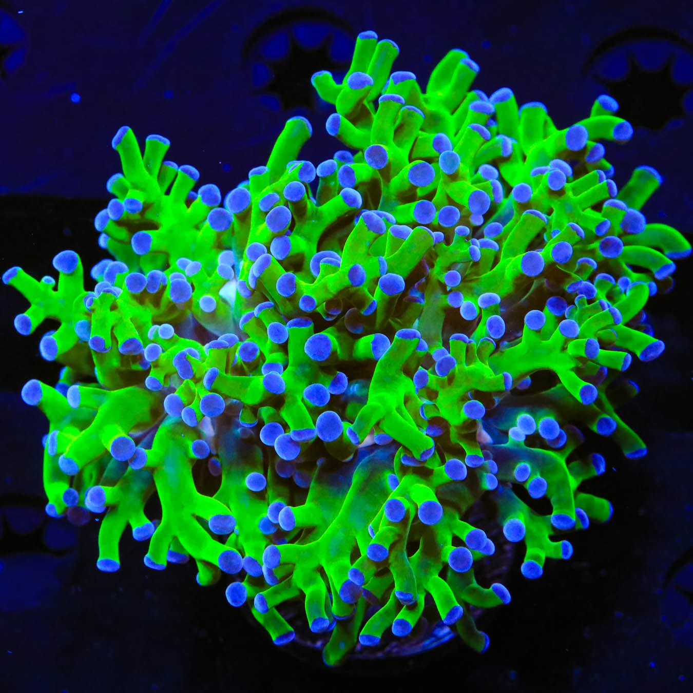 Bicolor Frogspawn Coral for Saltwater Aquarium - Vibrant LPS Coral for Reef Tanks & Marine Aquascaping