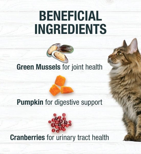 KOHA Turkey Stew Grain-Free Canned Cat Food - 5.5oz Wet Cat Food for Adult & Senior Cats | High Protein, Natural Ingredients | Perfect for Picky Eaters & Mealtime Enrichment