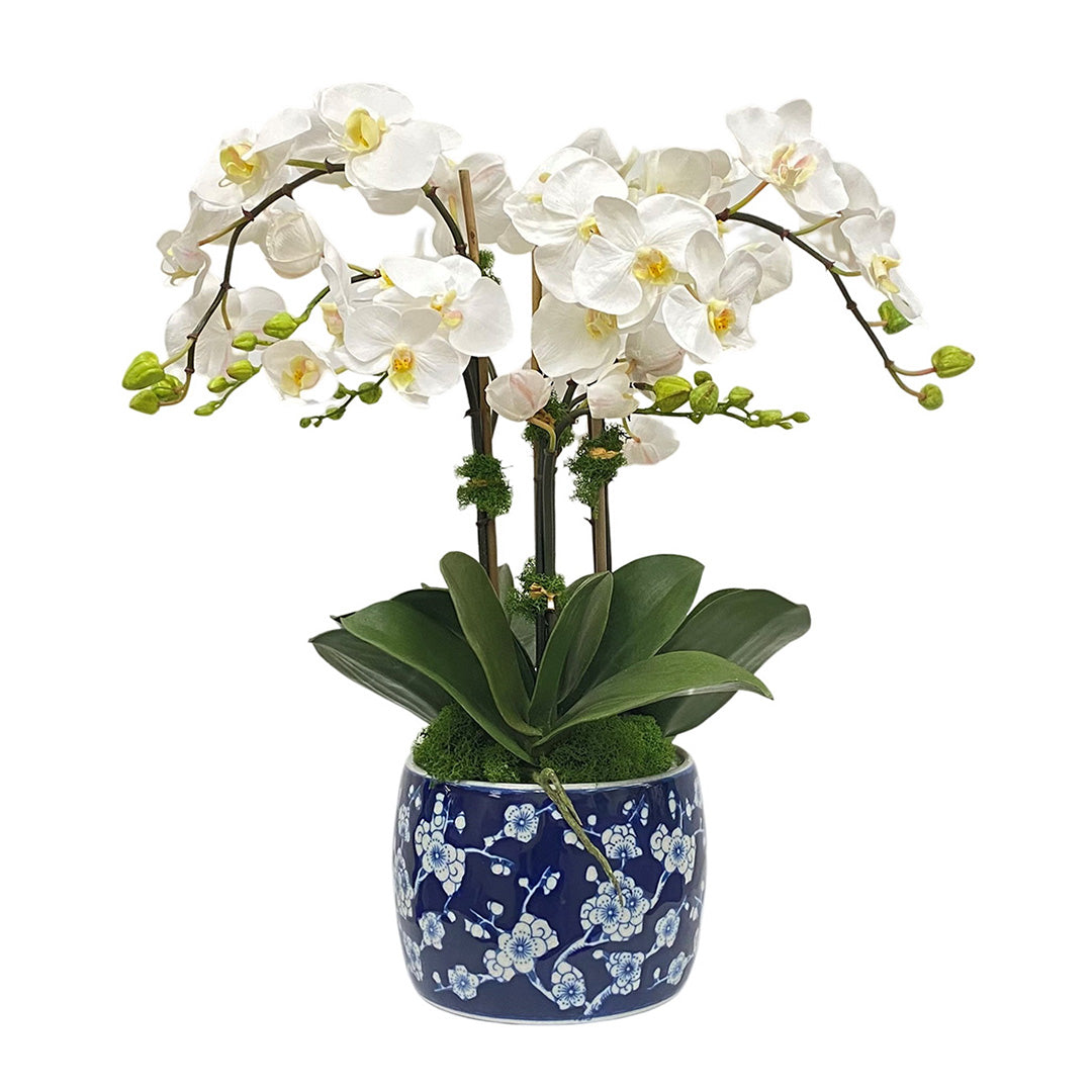Buy Jacqueline Phalaenopsis Orchids Online | Premium Phalaenopsis Orchid Plants for Home & Office Decor | Perfect for Gifts, Weddings & Special Occasions