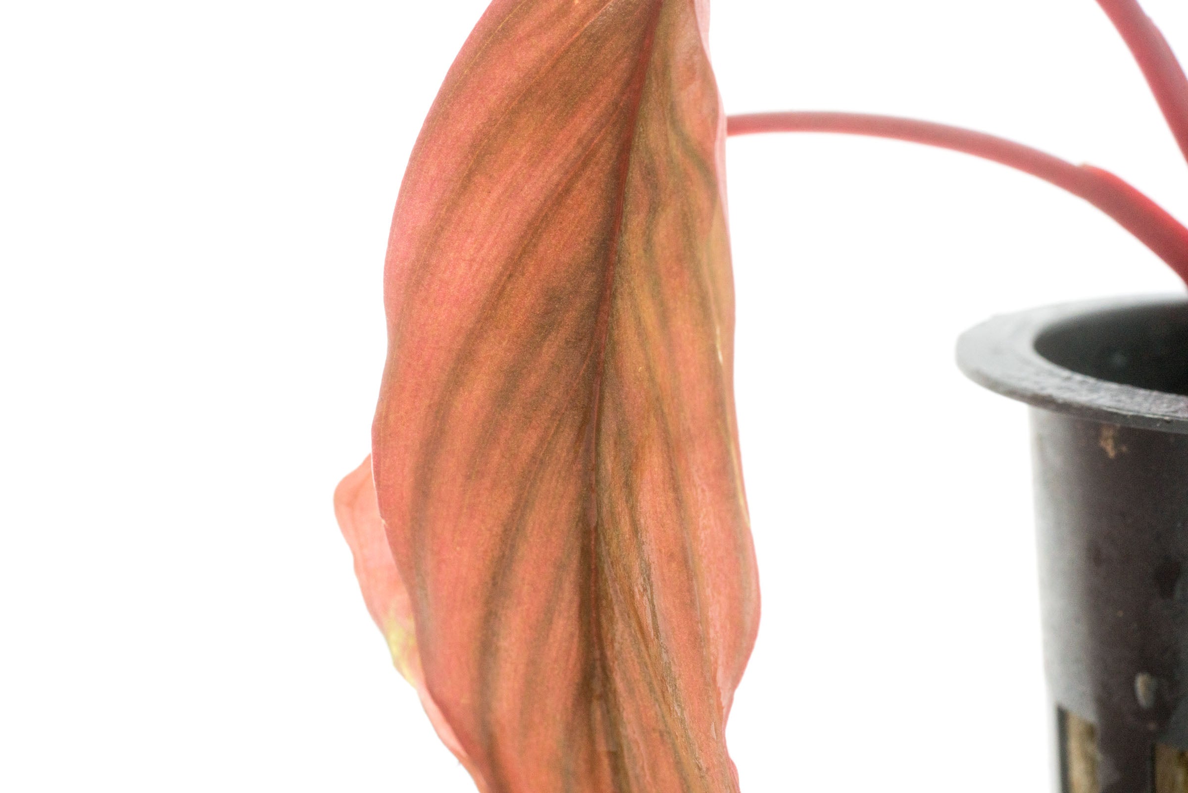 Homalomena Insignis - Tropical House Plant for Home & Office Decor | Perfect for Indoor Spaces, Living Rooms, and Air Purification