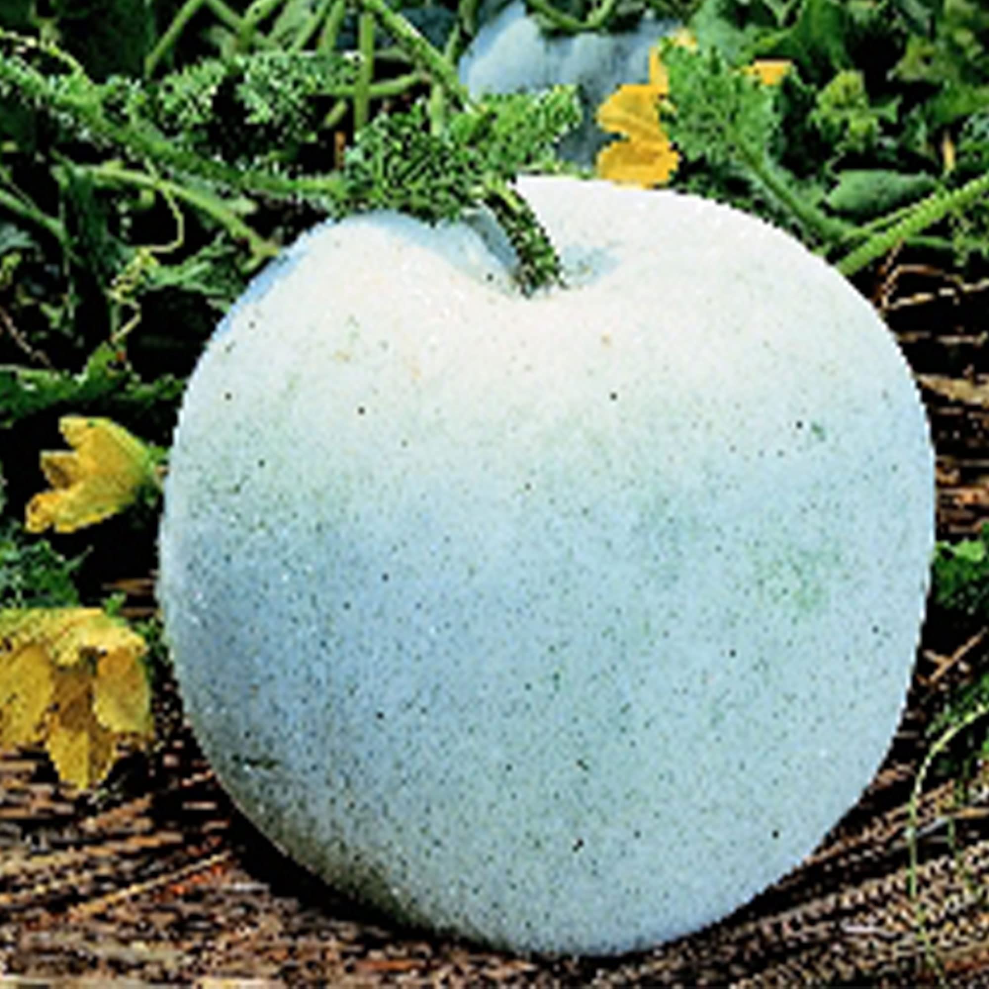Premium Non-GMO Heirloom Wax Gourd Seeds - Round Winter Melon - 4 Oz Pack (~1800 Seeds) - Perfect for Asian Cuisine, Home Gardening & Organic Farming
