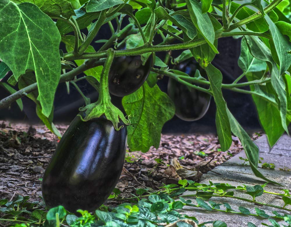 Organic Black Beauty Eggplant Seeds for Planting - 100+ Heirloom Non-GMO Solanum Melongena Seeds by Isla's Garden | Perfect for Home Gardening, Vegetable Patches & Sustainable Farming | Great Gift for Gardeners