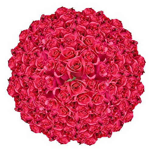 200 Fresh Hot Pink Roses - Premium Princess Roses for Weddings, Anniversaries & Romantic Gifts | GlobalRose