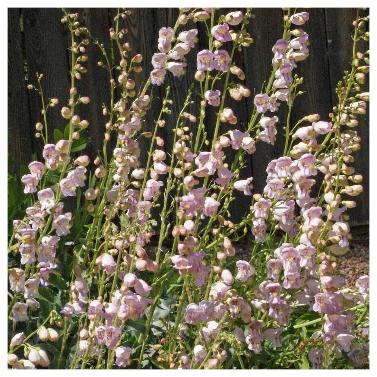 Everwilde Farms - 1/4 Lb Palmer's Penstemon Native Wildflower Seeds - Gold Vault Packaging - Attract Pollinators & Beautify Gardens