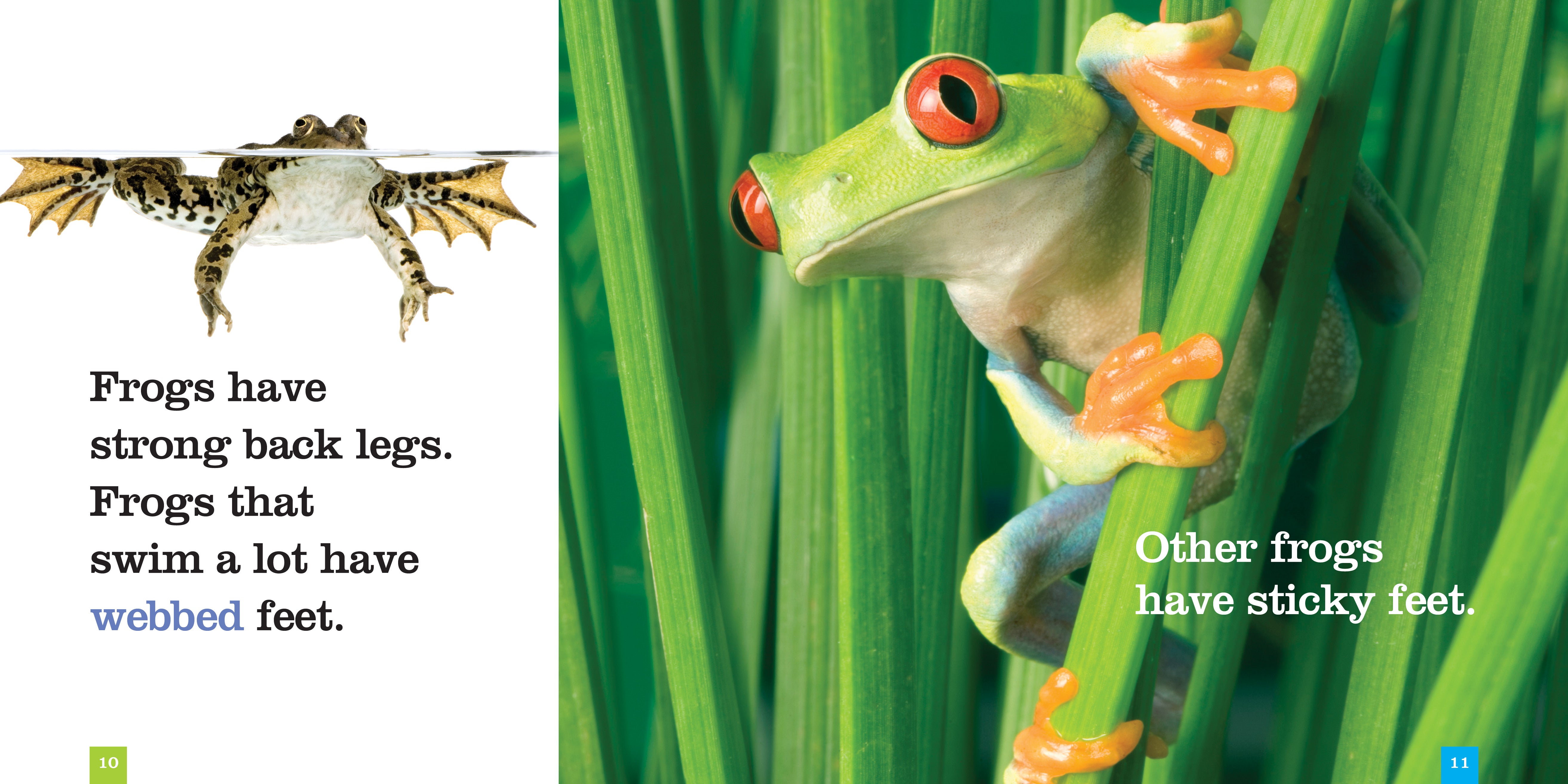 Frogs Book - ISBN 9781608184583 - Educational Guide for Kids & Nature Lovers - Perfect for Classroom Learning & Wildlife Enthusiasts