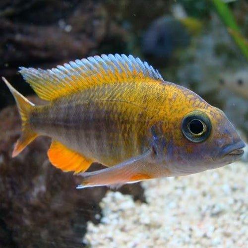 Aulonocara Jacobfreibergi Malawi Butterfly Cichlid - Vibrant Freshwater Aquarium Fish for Home & Office Tanks