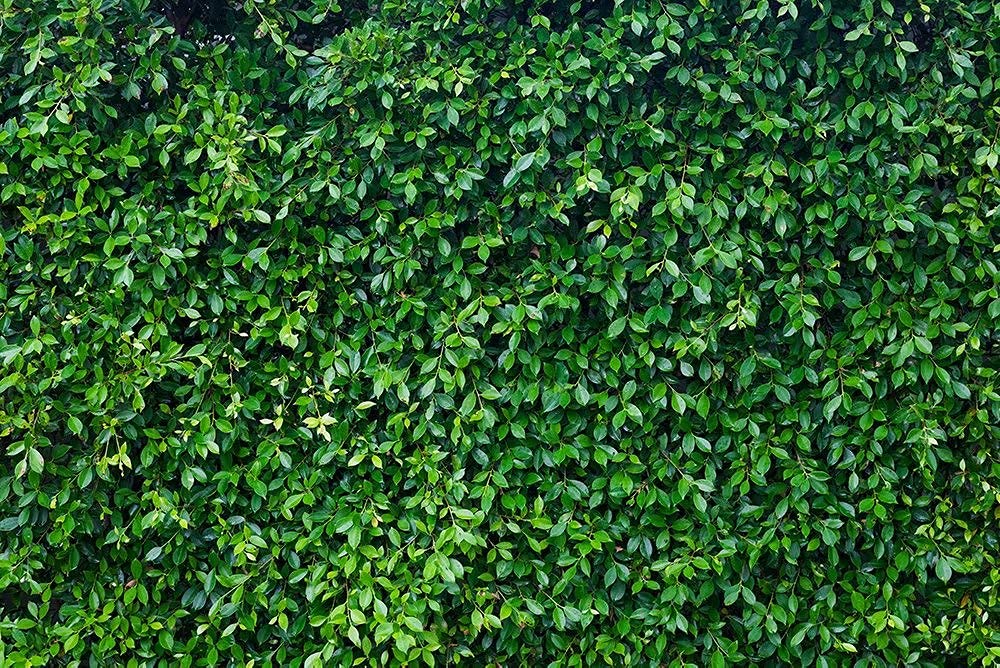 HUAYI 8x6ft Green Grass Leaves Fence Backdrop - Premium Stretch Resistant Econ Vinyl Photo Booth Background for Birthday, Baby Shower, Wedding, Bridal Shower Party Decor - Perfect for Indoor/Outdoor Events & Social Media Photography (FW-2101)