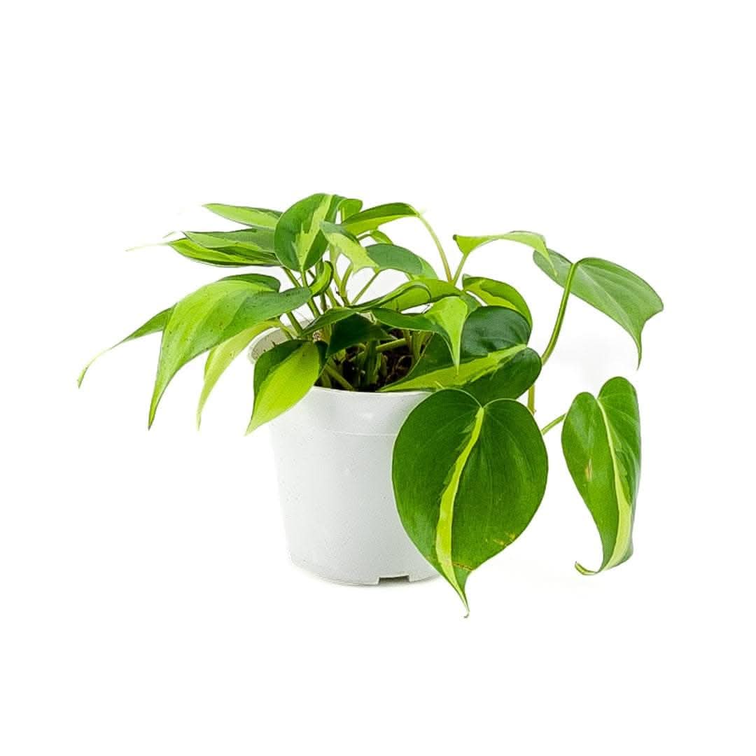 Brasil Philodendron Plant - Rare Tropical Houseplant for Home & Office Decor - Perfect for Indoor Gardens, Living Rooms, and Gift Giving