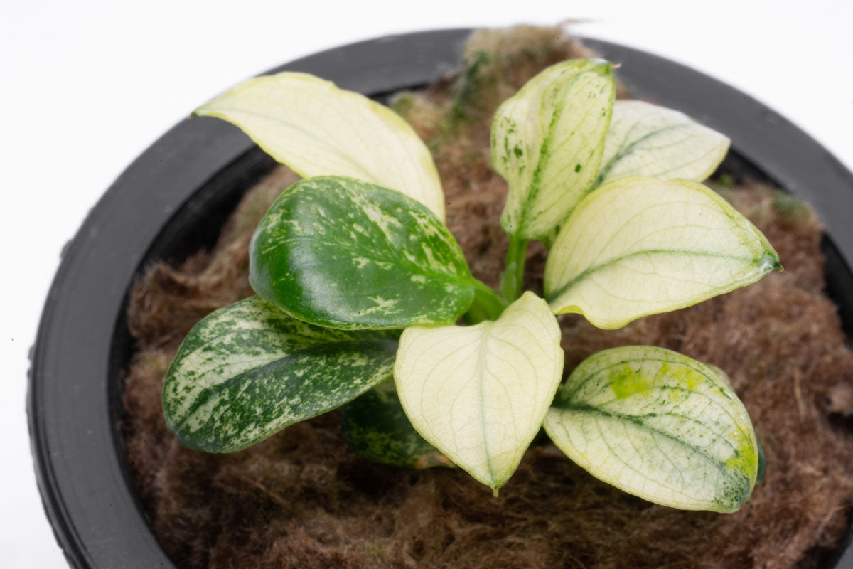 Anubias Nana Petite White Aquatic Plant - Live Aquarium Plant for Fish Tanks, Nano Tanks & Aquascaping | Low Light & Easy Care Freshwater Plant