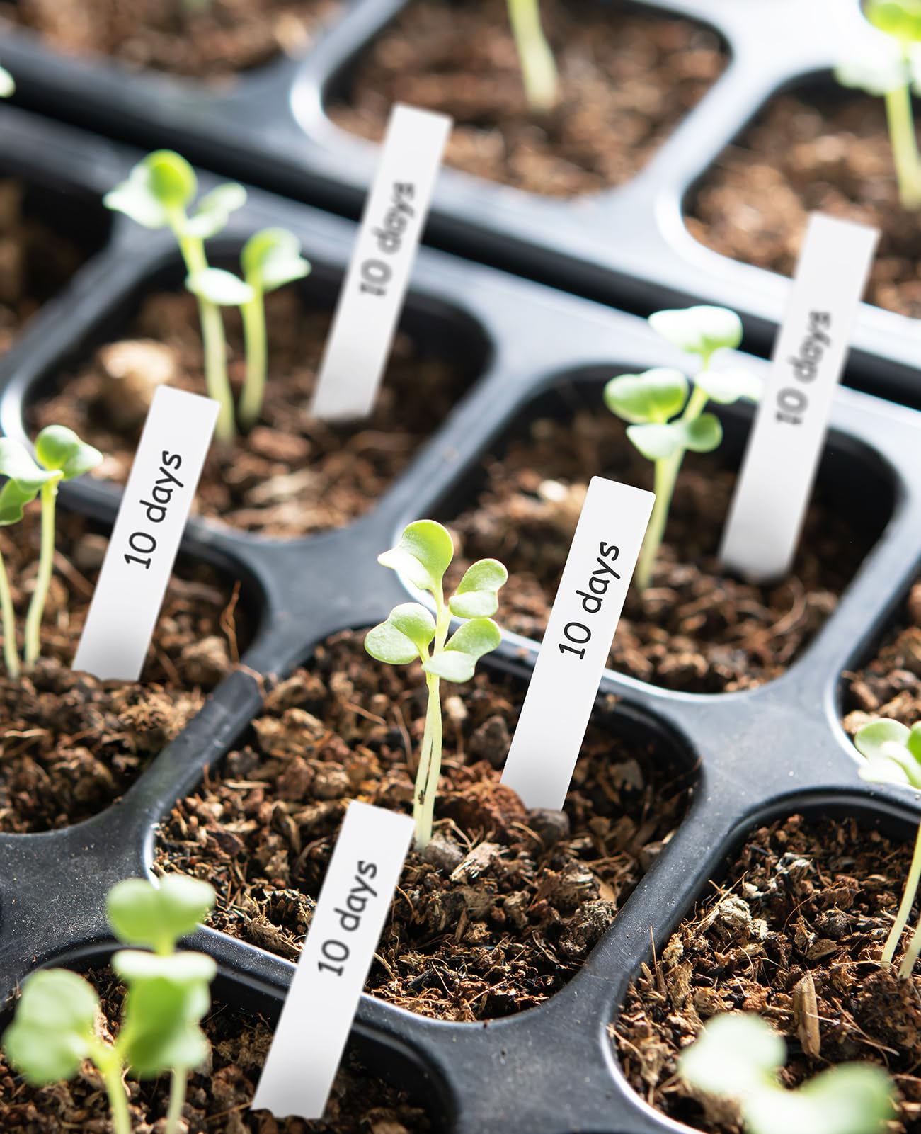 Homenote 200 Pcs 4 Inch Plastic Plant Labels - Waterproof Garden Markers for Seedlings, Vegetables & Outdoor Plants - Includes Permanent Marker - White - Perfect for Gardening, Organizing & Plant Identification