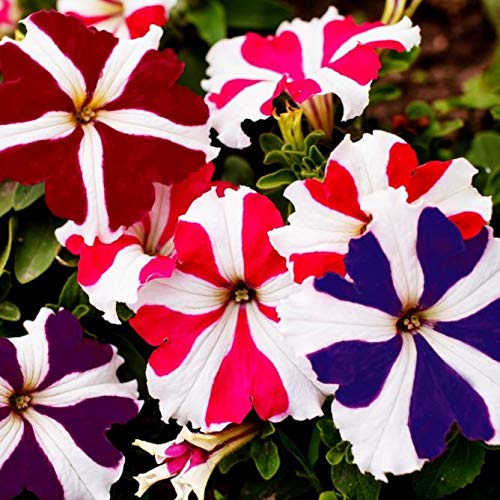 500 Petunia Starfall F1 Rainbow Mix Flower Seeds - Non-GMO, Heirloom, Indoor/Outdoor Annual Blooms for Garden Beds, Hanging Baskets & Container Planting