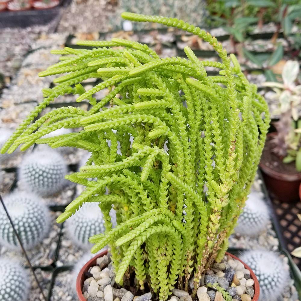 Crassula Muscosa Lycopodioides Succulent Plants - Set of 2 in 3.5 Inch Pots | Watch Chain Succulents for Home Decor, Office Desk & Garden Arrangements