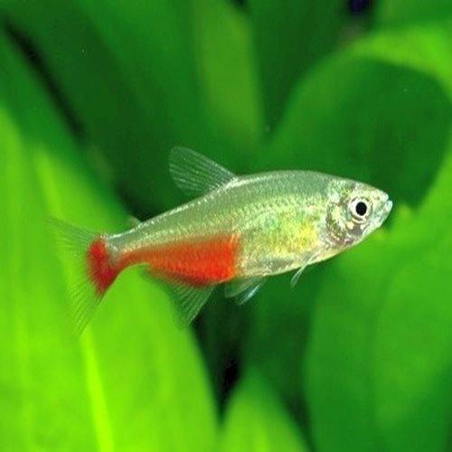 Rathbuni Bloodfin Tetra Fish - Live Aquarium Fish for Freshwater Tanks | Perfect for Community Aquariums & Tropical Fish Tanks