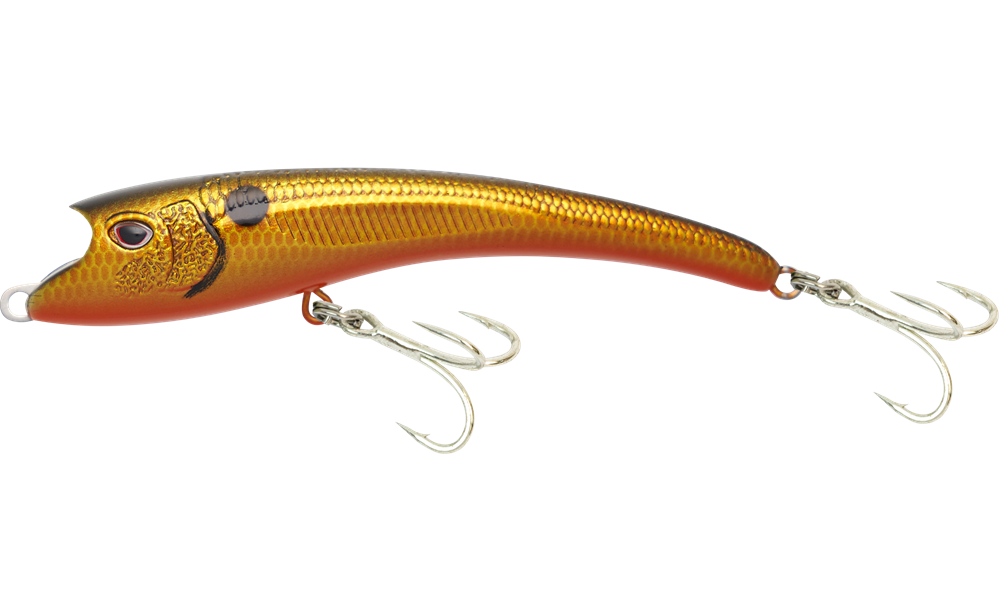 Sardine