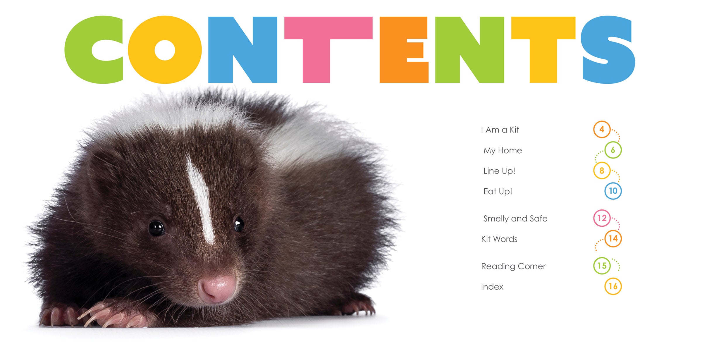 Baby Skunks for Sale - Adorable Pet Skunk Kits for Adoption | Perfect for Exotic Pet Lovers & Wildlife Enthusiasts