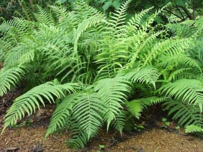 Dryopteris Ludoviciana Fern - 25 Live Plants in 3.5 Inch Square Pots - Southern Wood Fern for Shade Gardens & Landscaping - Perfect for Woodland Areas, Borders, and Container Gardening