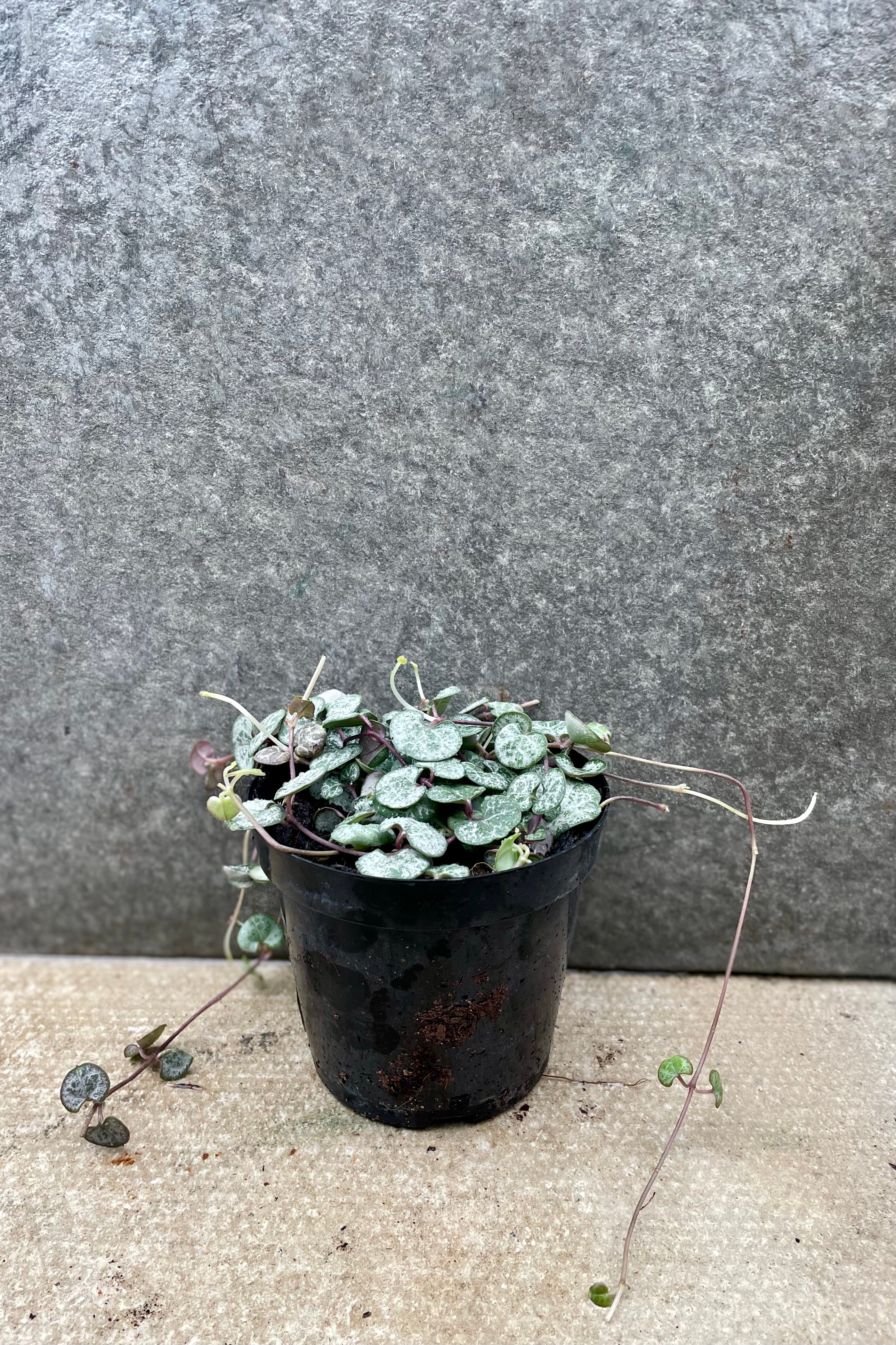 Ceropegia Woodii String of Hearts - 4 Inch Hanging Plant with Variegated Leaves | Perfect for Indoor Home Decor, Office Spaces, and Gift Giving