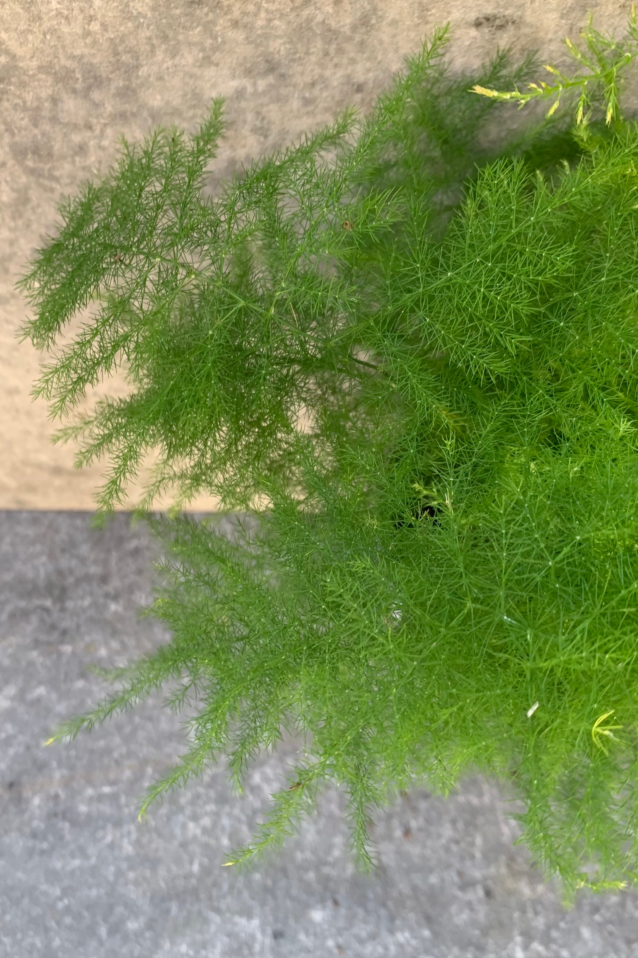 Plumosa Asparagus Fern (Asparagus setaceus) - 4