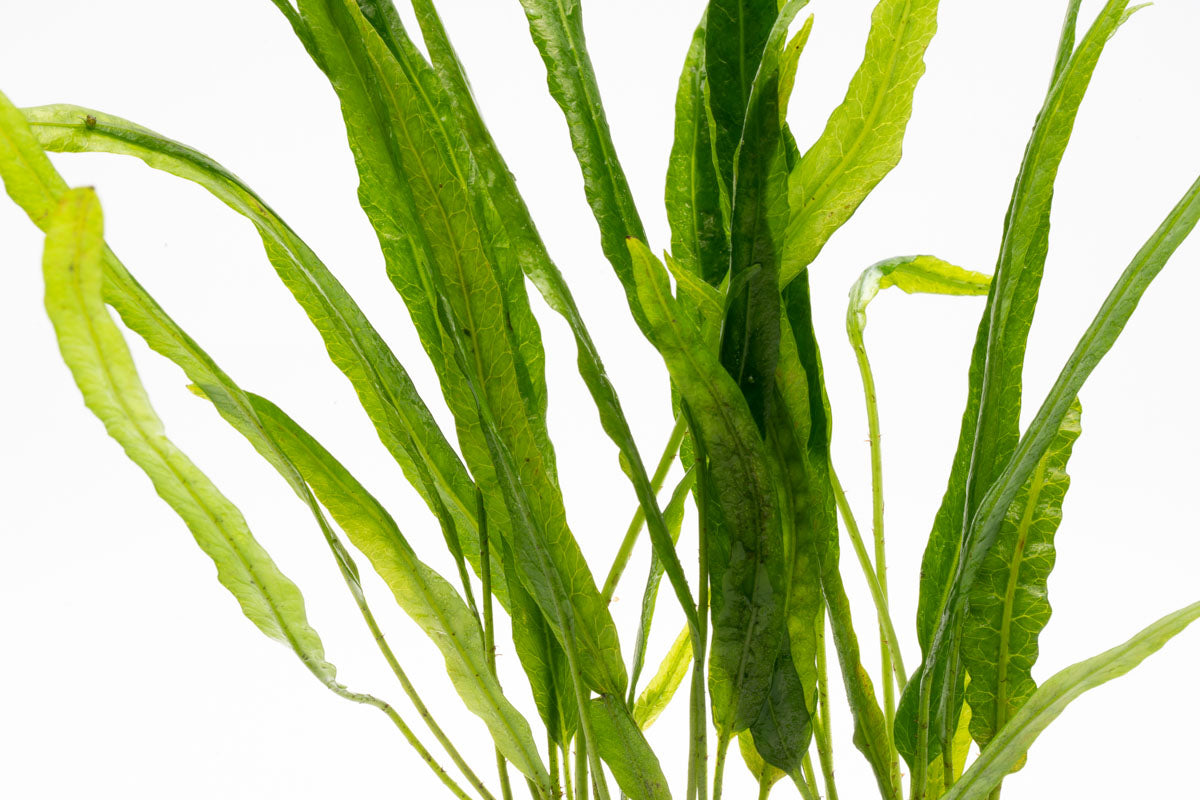 Microsorum Pteropus Needle Leaf - Live Aquatic Plant for Freshwater Aquariums | Low Light & Easy Care | Perfect for Nano Tanks, Aquascaping & Shrimp Habitats