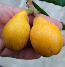 50 Premium Loquat Fruit Seeds for Planting - Grow Your Own Delicious Eriobotrya Japonica Trees - Perfect for Home Gardens, Landscaping & Fresh Fruit Lovers