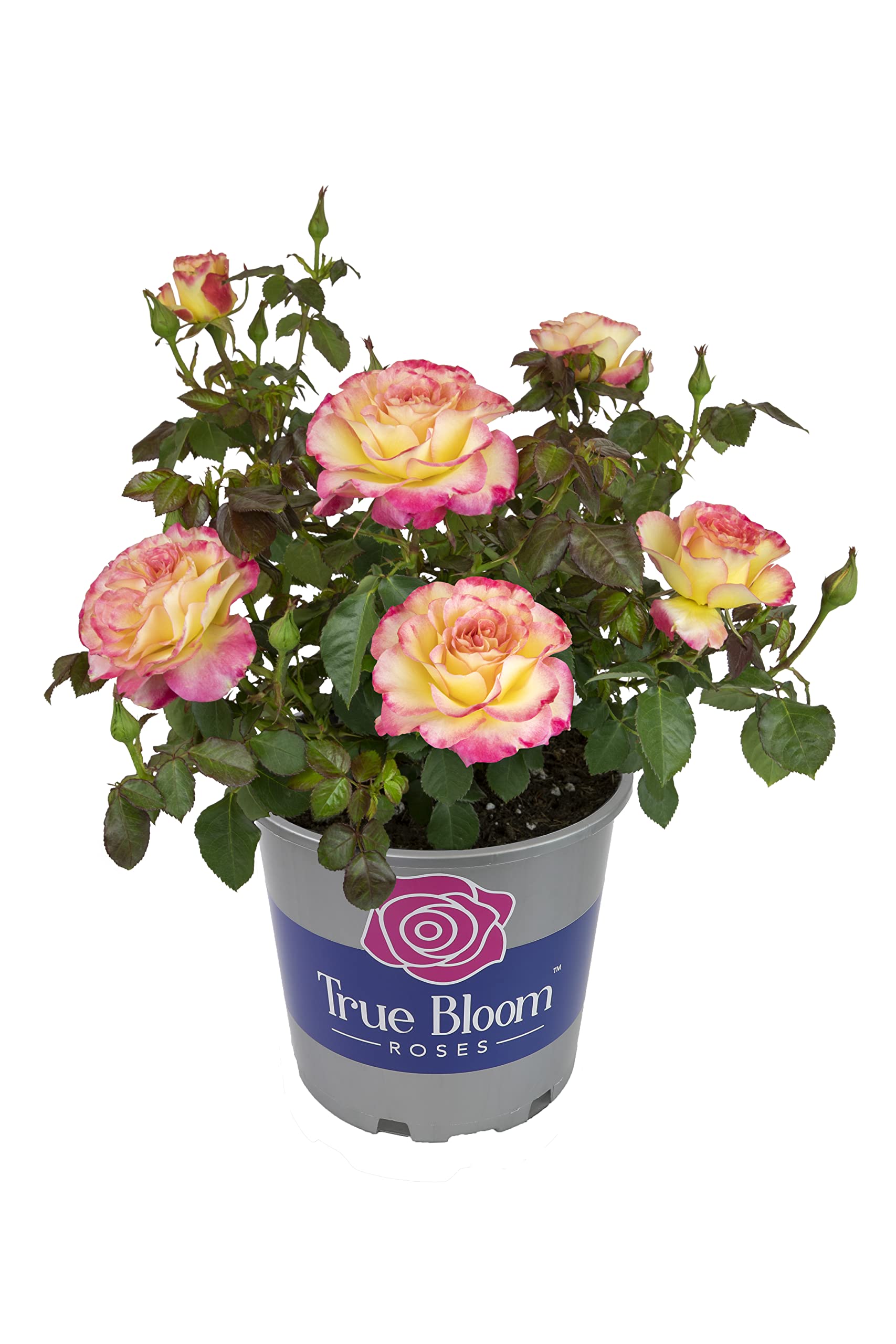 Fresh Pink & Yellow Roses for Delivery - Live Rose Bush Plants, Potted Outdoor Rose Plants | Perfect Plant Lover Gifts & Home Garden Decor | Ideal for Birthdays, Anniversaries & Valentine's Day